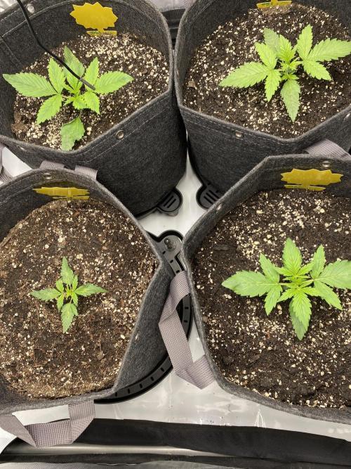 Ruthless cultivation. Week 2