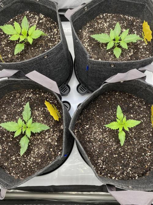 Ruthless cultivation. Week 2