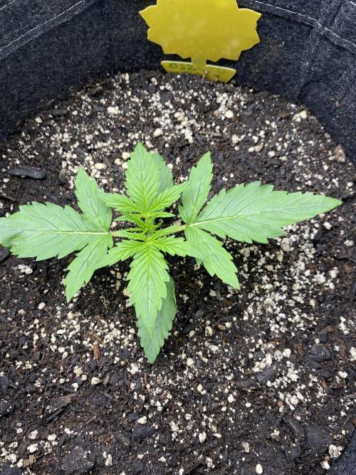 Ruthless cultivation. Week 2