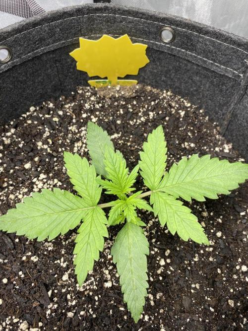 Ruthless cultivation. Week 2