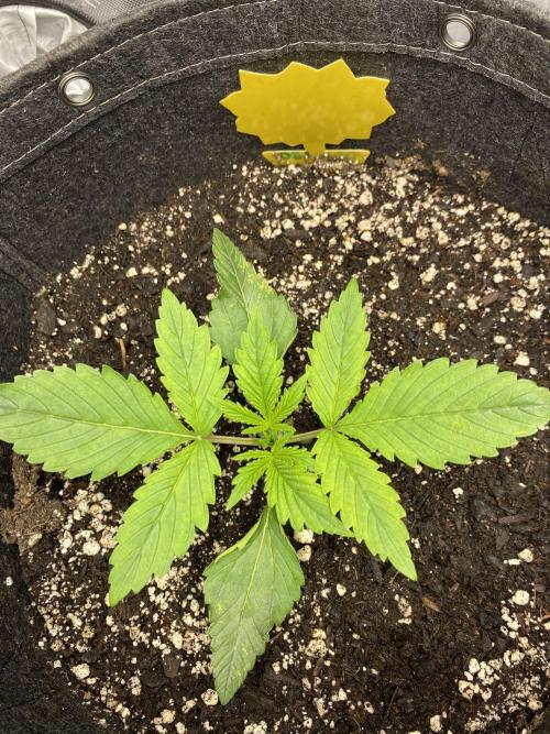 Ruthless cultivation. Week 2