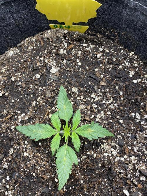 Ruthless cultivation. Week 2