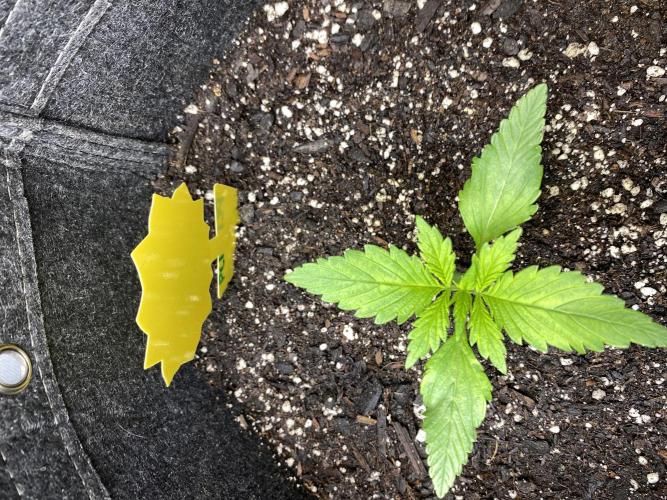 Ruthless cultivation. Week 2