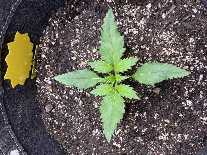 Ruthless cultivation. Week 2