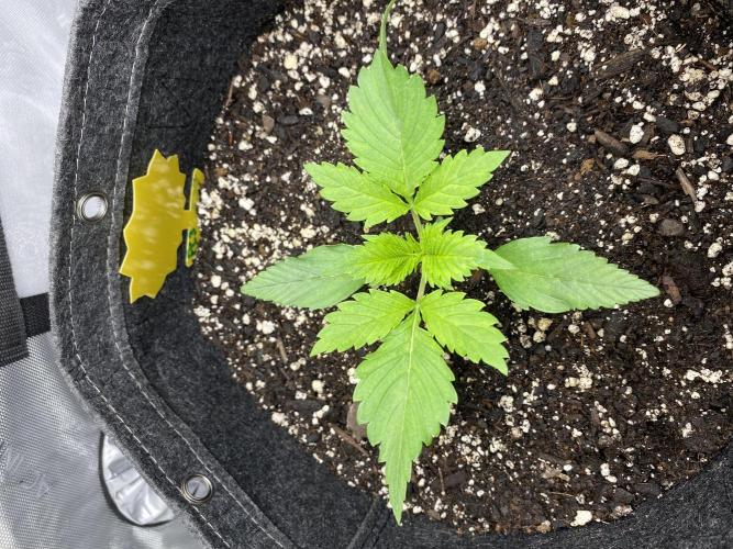 Ruthless cultivation. Week 2