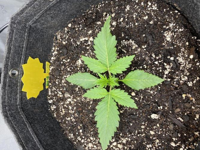 Ruthless cultivation. Week 2