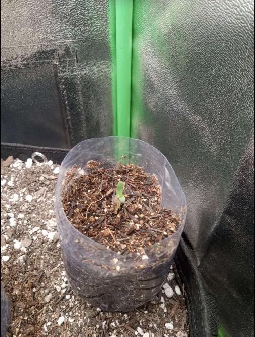 Sunset sherbet outdoor experiment. Week 0