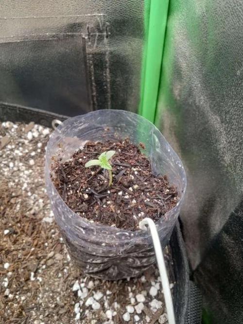 Sunset sherbet outdoor experiment. Week 1