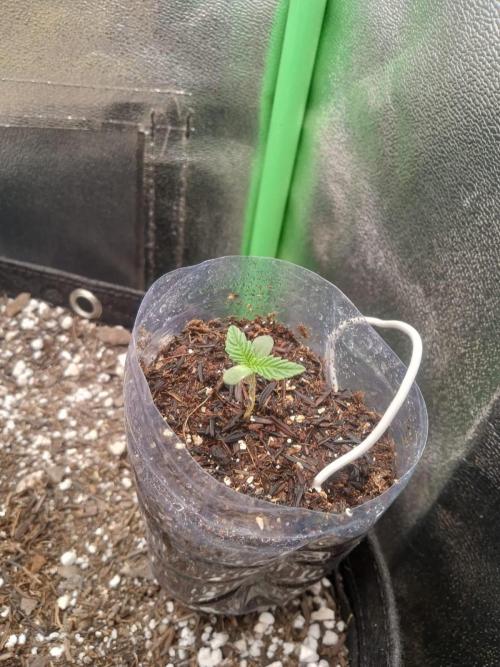 Sunset sherbet outdoor experiment. Week 1