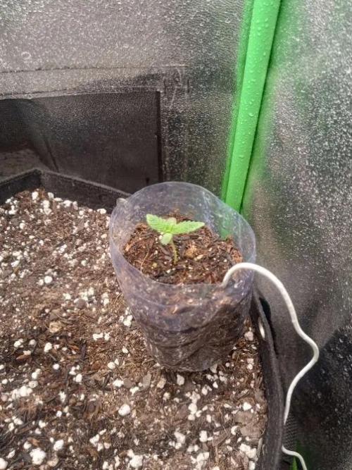 Sunset sherbet outdoor experiment. Week 1