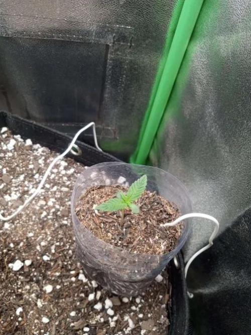 Sunset sherbet outdoor experiment. Week 1