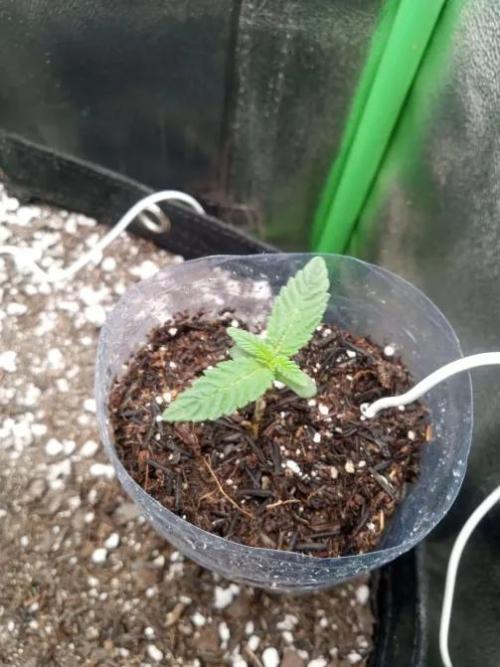 Sunset sherbet outdoor experiment. Week 1