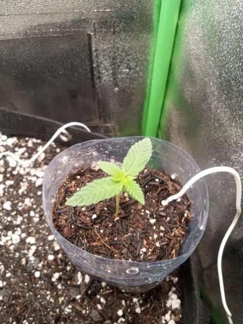 Sunset sherbet outdoor experiment. Week 1