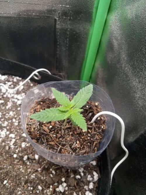 Sunset sherbet outdoor experiment. Week 2