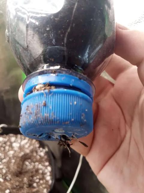 Sunset sherbet outdoor experiment. Week 2