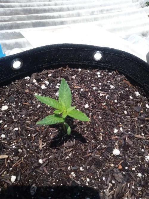 Sunset sherbet outdoor experiment. Week 2