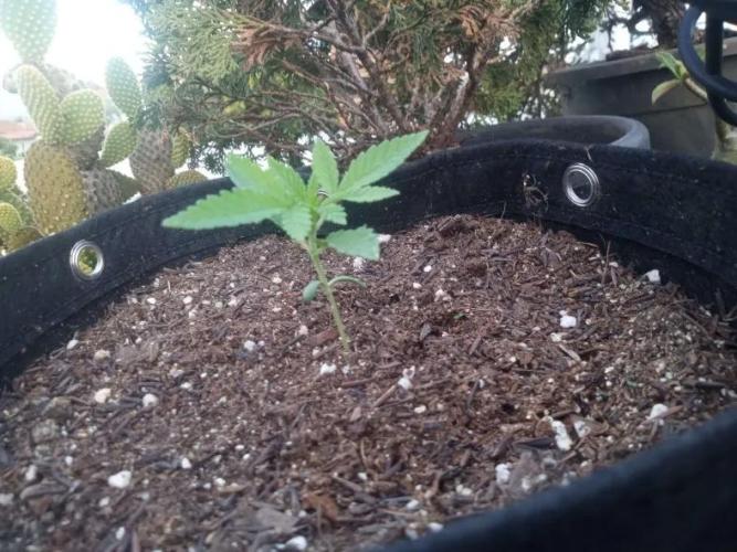 Sunset sherbet outdoor experiment. Week 2 - 1 janeiro feliz ano novo 