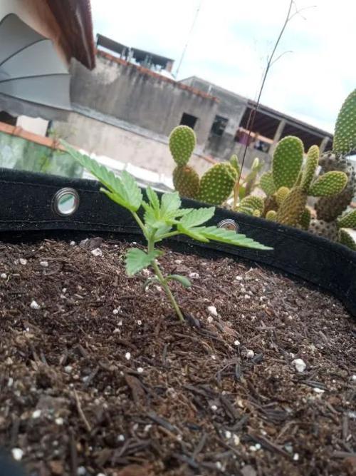 Sunset sherbet outdoor experiment. Week 2