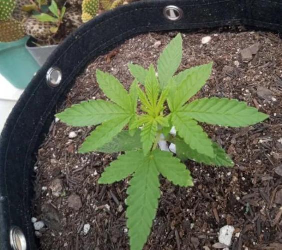 Sunset sherbet outdoor experiment. Week 3