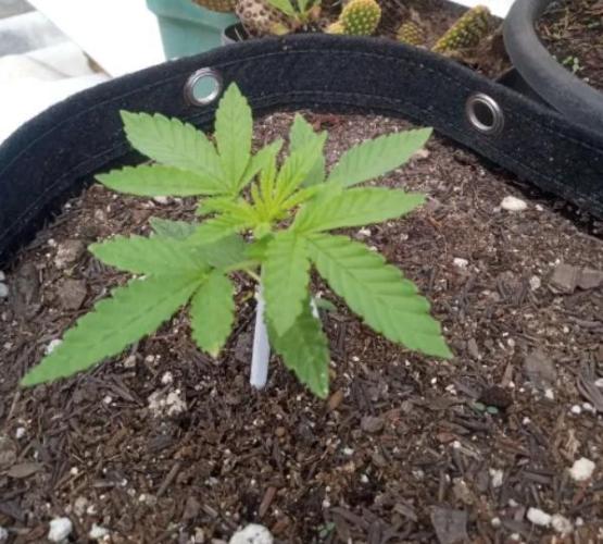 Sunset sherbet outdoor experiment. Week 3