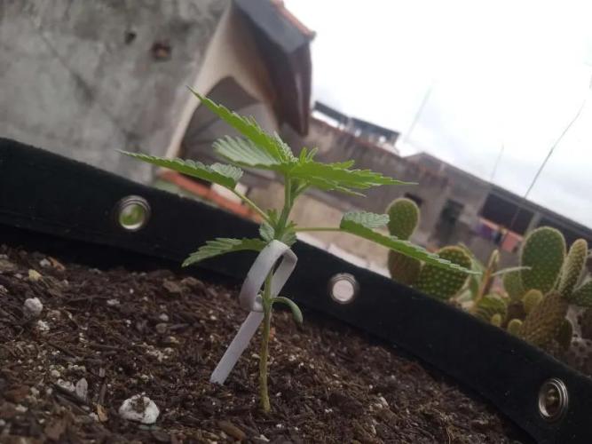 Sunset sherbet outdoor experiment. Week 3
