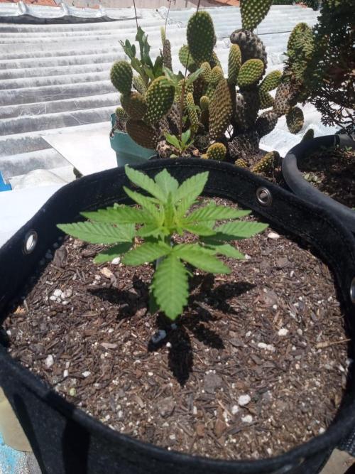 Sunset sherbet outdoor experiment. Week 3