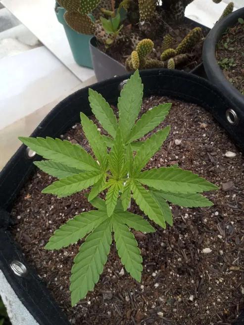 Sunset sherbet outdoor experiment. Week 3