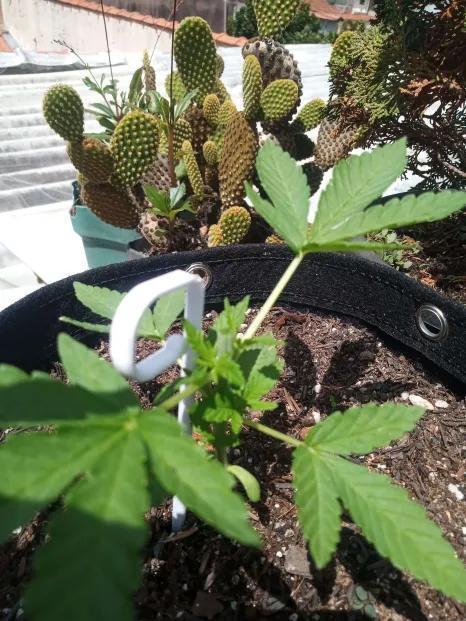 Sunset sherbet outdoor experiment. Week 4