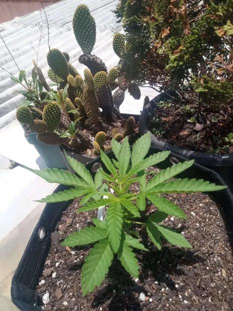 Sunset sherbet outdoor experiment. Week 4