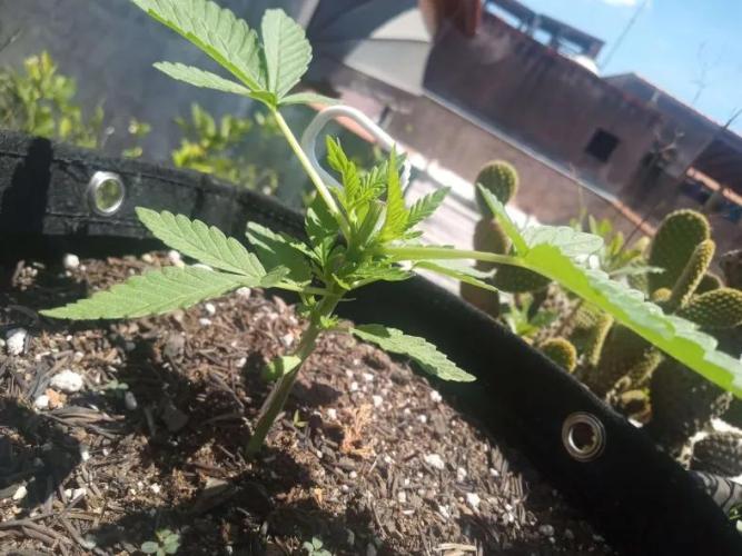 Sunset sherbet outdoor experiment. Week 4