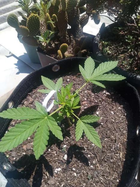 Sunset sherbet outdoor experiment. Week 4