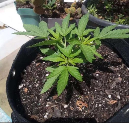 Sunset sherbet outdoor/indoor experiment. Week 4