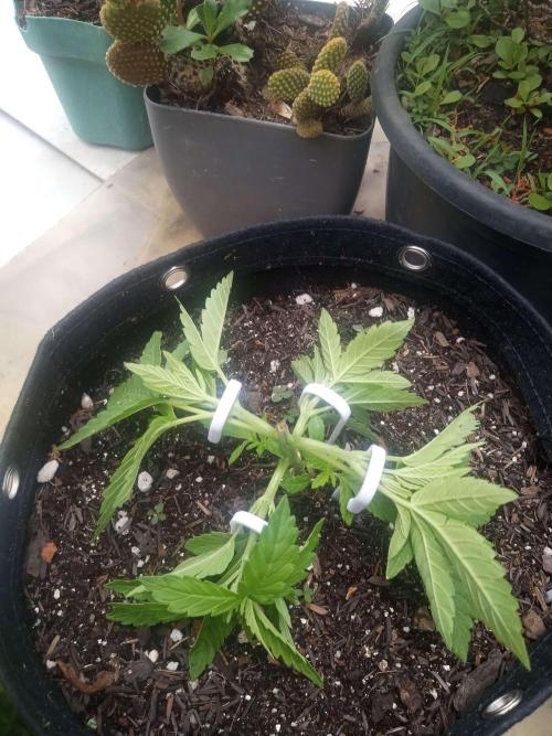 Sunset sherbet outdoor/indoor experiment. Week 5