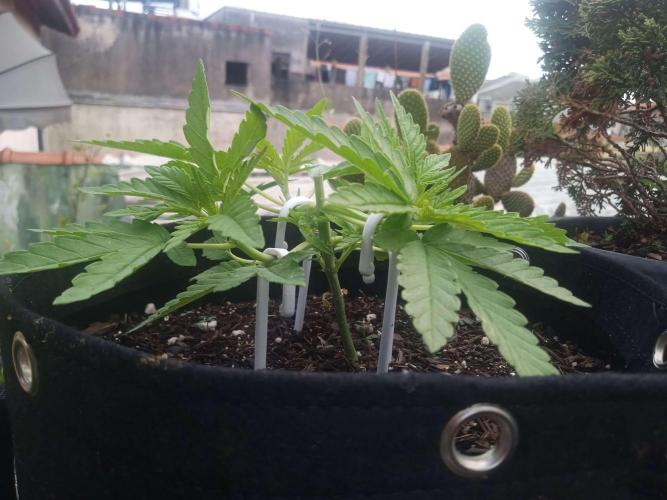 Sunset sherbet outdoor/indoor experiment. Week 5