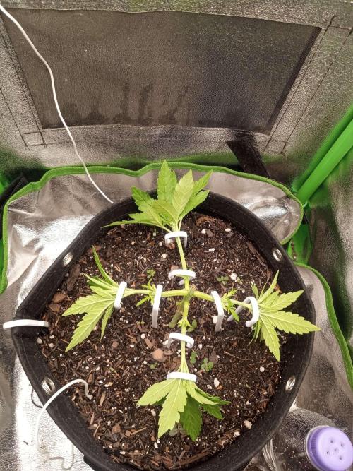 Sunset sherbet outdoor/indoor experiment. Week 5