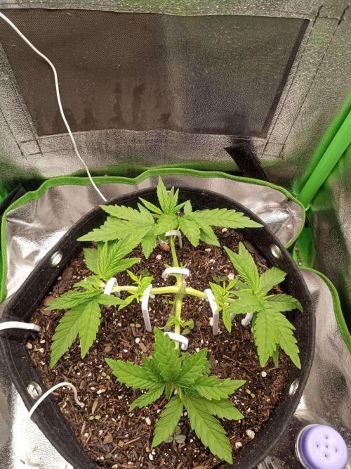 Sunset sherbet outdoor/indoor experiment. Week 5