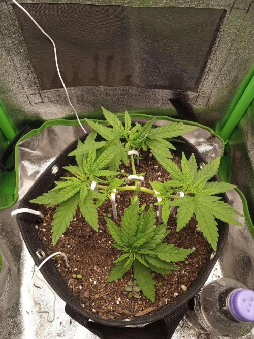 Sunset sherbet outdoor/indoor experiment. Week 5