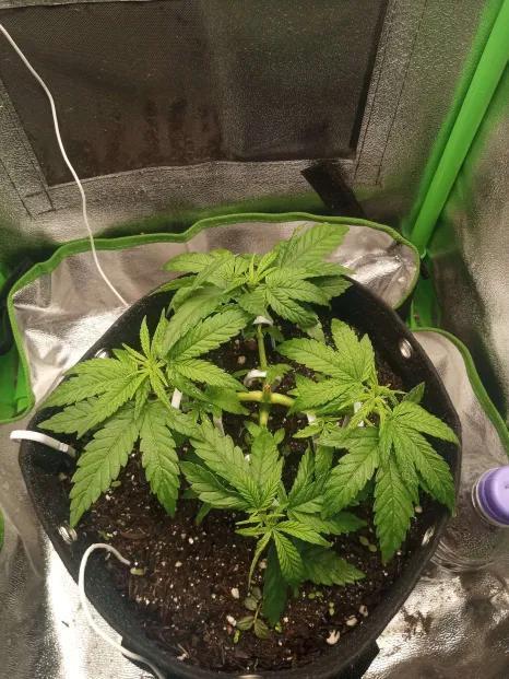 Sunset sherbet outdoor/indoor experiment. Week 5