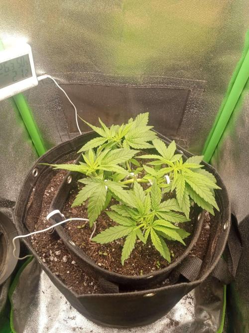 Sunset sherbet outdoor/indoor experiment. Week 5