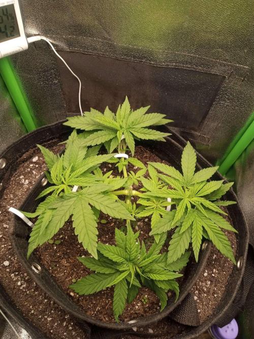 Sunset sherbet outdoor/indoor experiment. Week 5