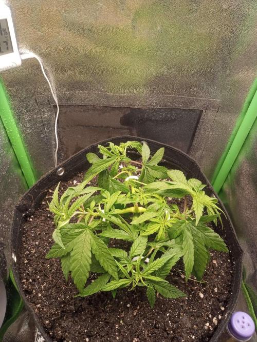 Sunset sherbet outdoor/indoor experiment. Week 5