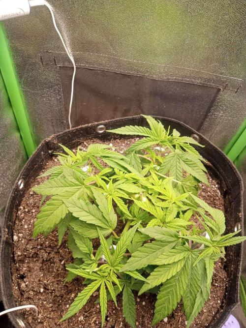 Sunset sherbet outdoor/indoor experiment. Week 5