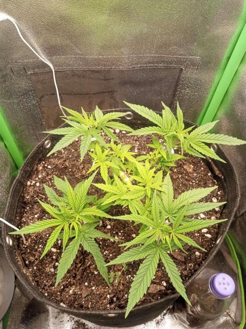 Sunset sherbet outdoor/indoor experiment. Week 5