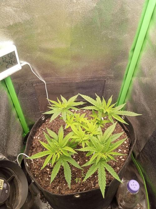 Sunset sherbet outdoor/indoor experiment. Week 6