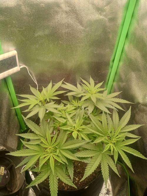 Sunset sherbet outdoor/indoor experiment. Week 7