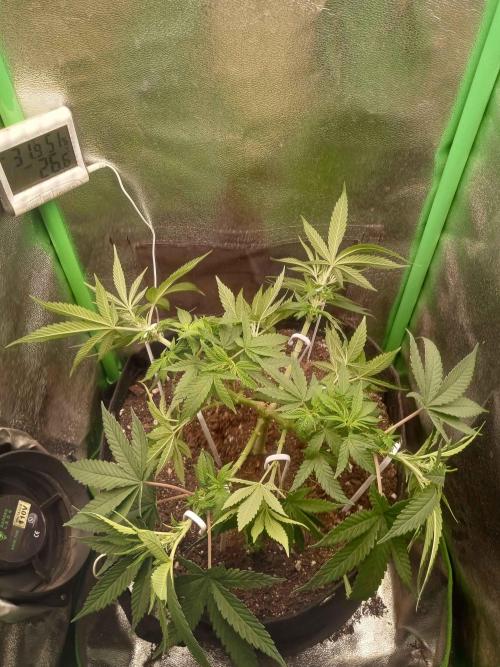 Sunset sherbet outdoor/indoor experiment. Week 7