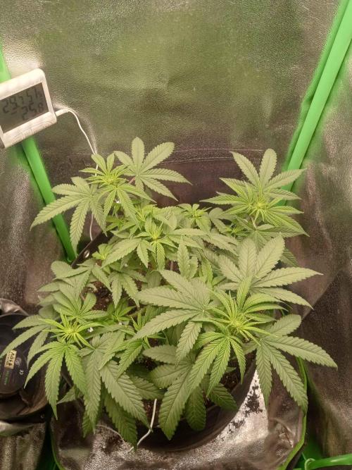 Sunset sherbet outdoor/indoor experiment. Week 7