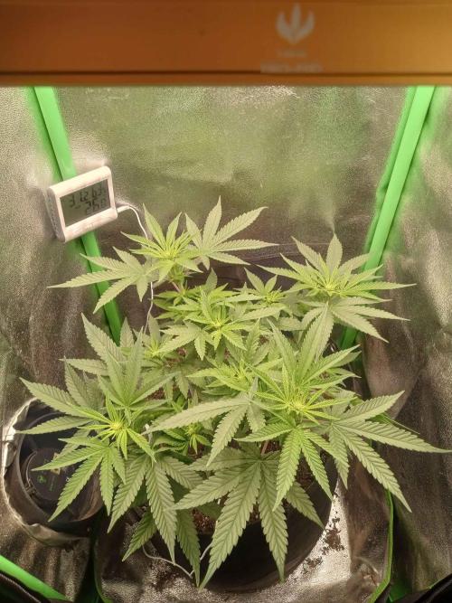 Sunset sherbet outdoor/indoor experiment. Week 7