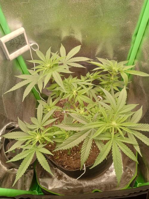 Sunset sherbet outdoor/indoor experiment. Week 7