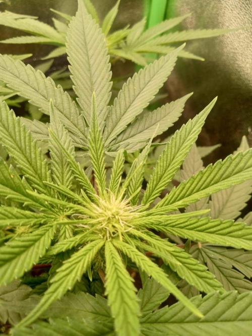 Sunset sherbet outdoor/indoor experiment. Week 8